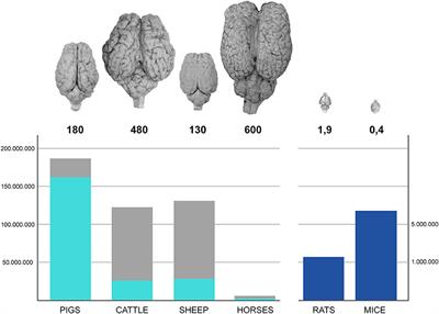 Brain Waste: The Neglect of Animal Brains